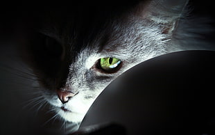 adult gray cat, eyes, green eyes, cat, animals