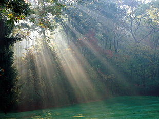 rays of sun through forest HD wallpaper