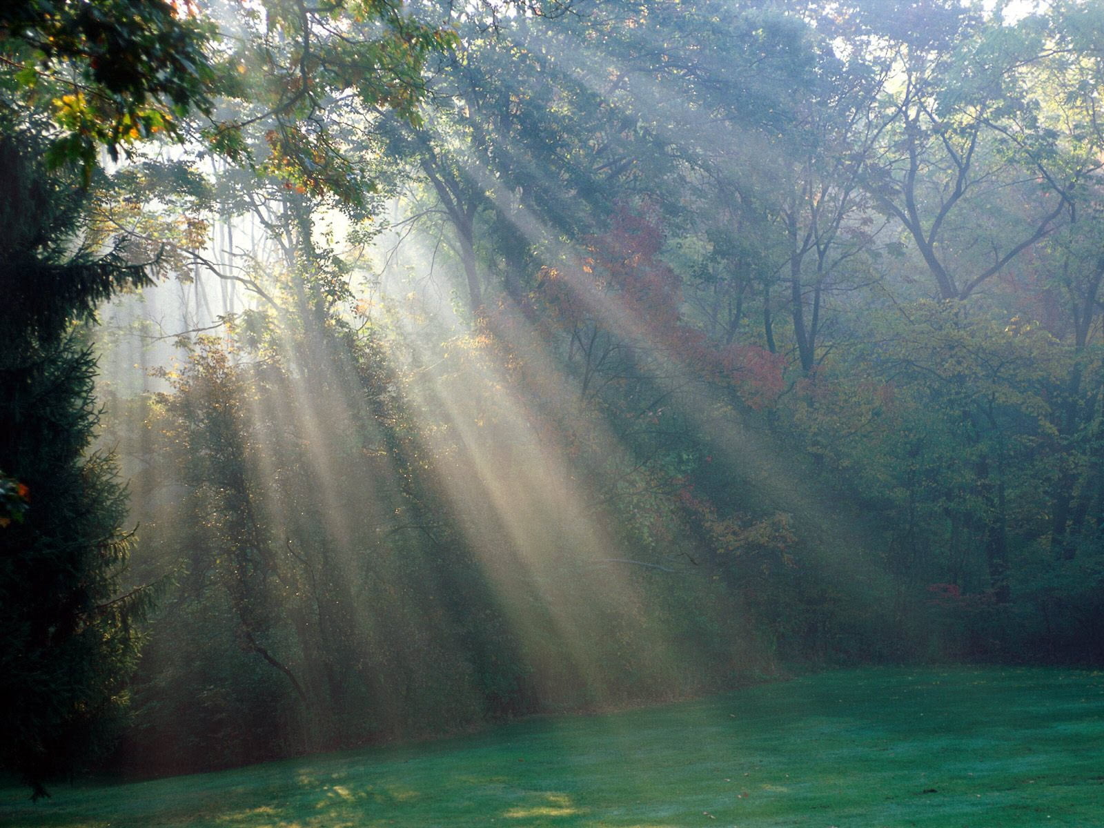 Rays Of Sun Through Forest Hd Wallpaper Wallpaper Flare