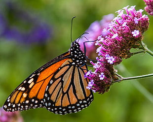 yellow and black butterfly on pink flowers, monarch butterfly