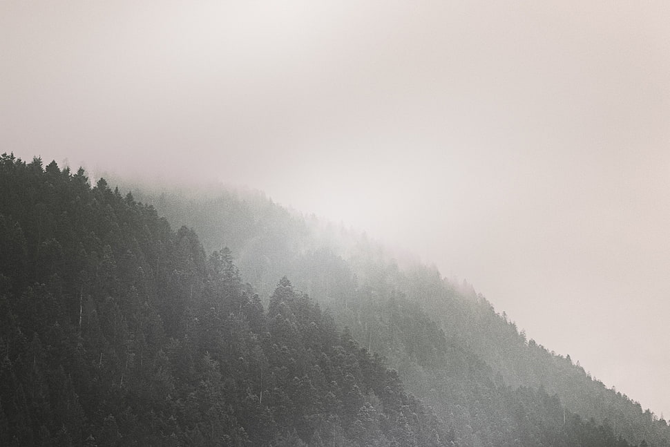 black and gray area rug, forest, trees, mist, mountains HD wallpaper