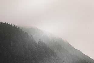 black and gray area rug, forest, trees, mist, mountains
