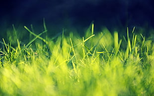 tilt shift photography of green grass