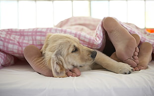 golden retriever laying down on bed covered with blanket