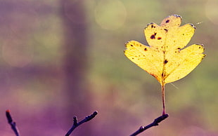 yellow leaf under sunny sky photography HD wallpaper