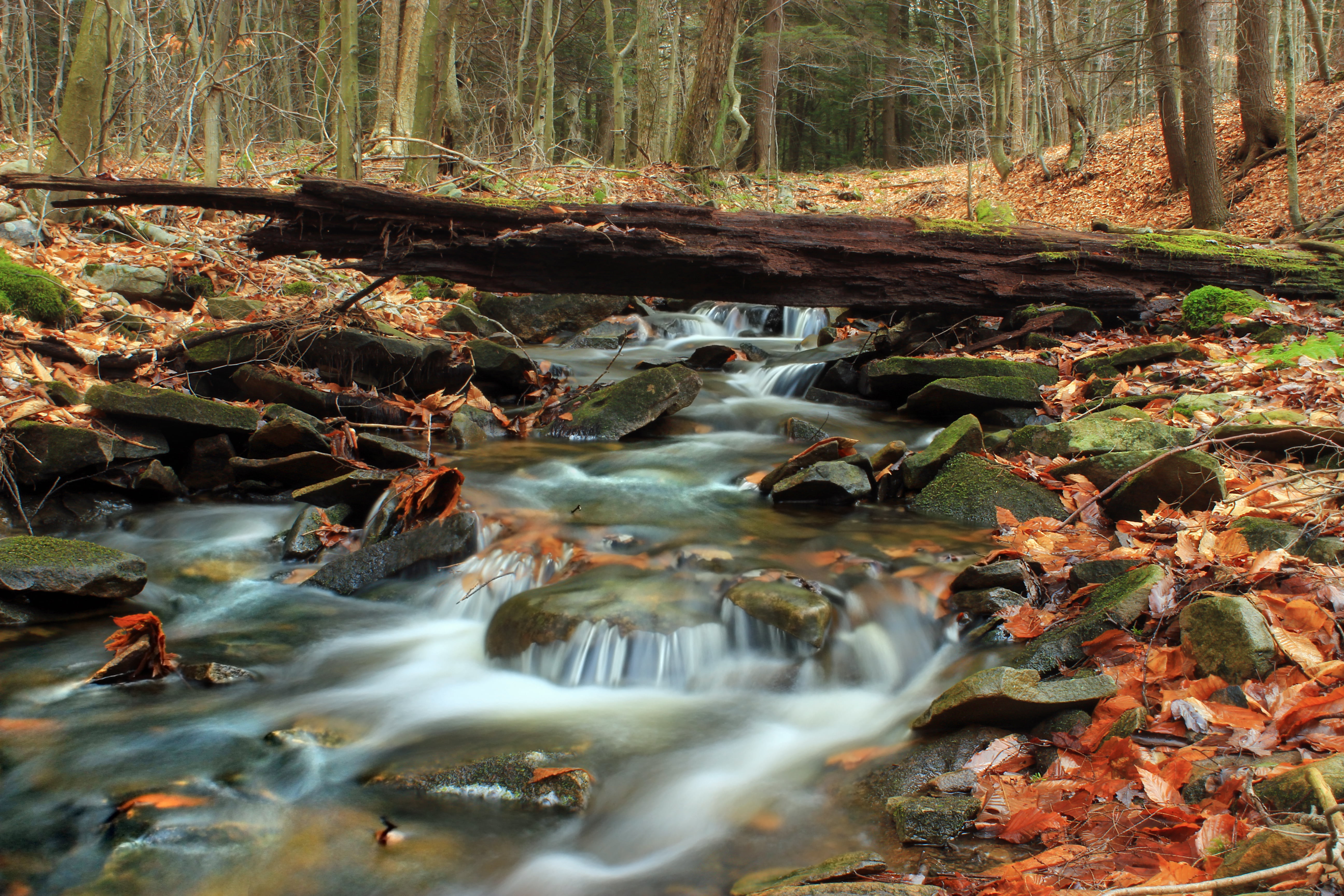 Звук ручья в лесу. Пинежье Таежный ручей. Ручей (Водный поток). Ручей фото. Шум природы.