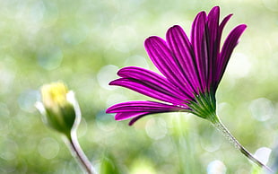 purple osteospermum flower in selective focus photography