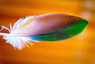 macro shot of pink, blue, and green feather HD wallpaper