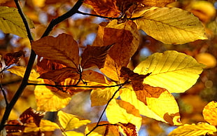 shallow focus photography of yellow and brown leaved tree under sunny sky