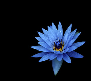 blue Waterlily flower HD wallpaper