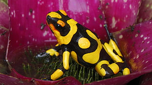 yellow and black animal plush toy, frog, animals, amphibian, poison dart frogs