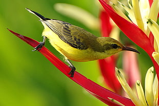 Selective Focus Photography of Black Green and Yellow Long Beaked Bird HD wallpaper