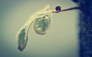 selective focus photography of green leaf plant HD wallpaper
