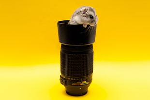 black camera lens and brown animal