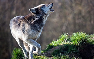 shallow focus photography of howling brown and white wolf near green grass during daytime