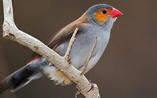 macro shot of gray brown and red bird