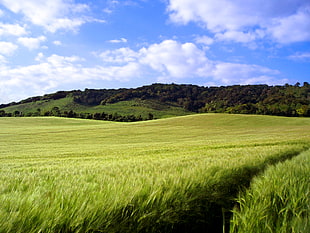 landscape photo of green grass during daytime, kent, england