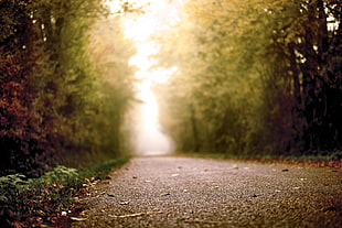 macro photograph of road, sur HD wallpaper