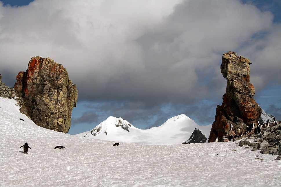 three Penguins walking towards rocks during daytime HD wallpaper
