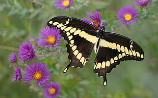 Tiger swallowtail butterfly on purple petaled flower during daytime