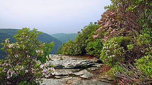 green leaf plants and gray rock photo in daytime