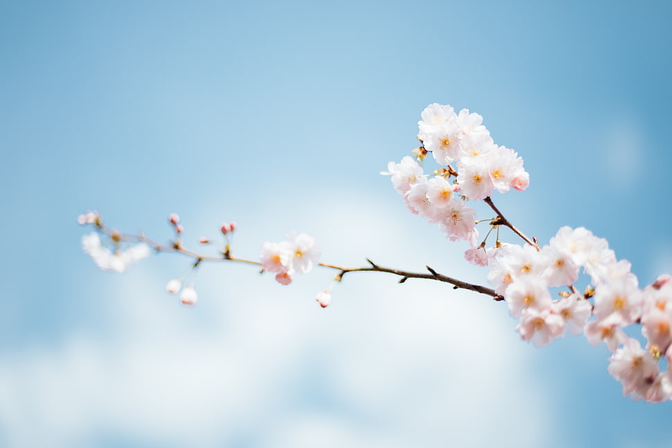 white flower lot HD wallpaper