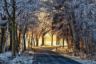 snow covered trees, sunlight, road, winter, snow