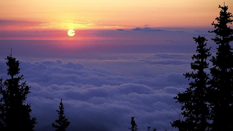 green pine trees, sunset, sky, clouds, landscape HD wallpaper