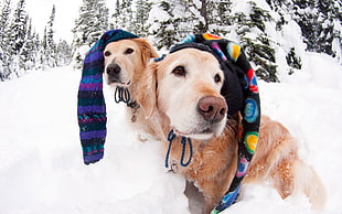 two labrador retriever on snow with scarves