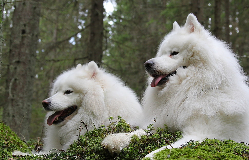 two long-coated white dogs on green grass HD wallpaper