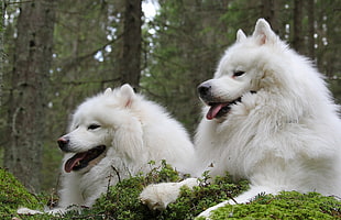 two long-coated white dogs on green grass