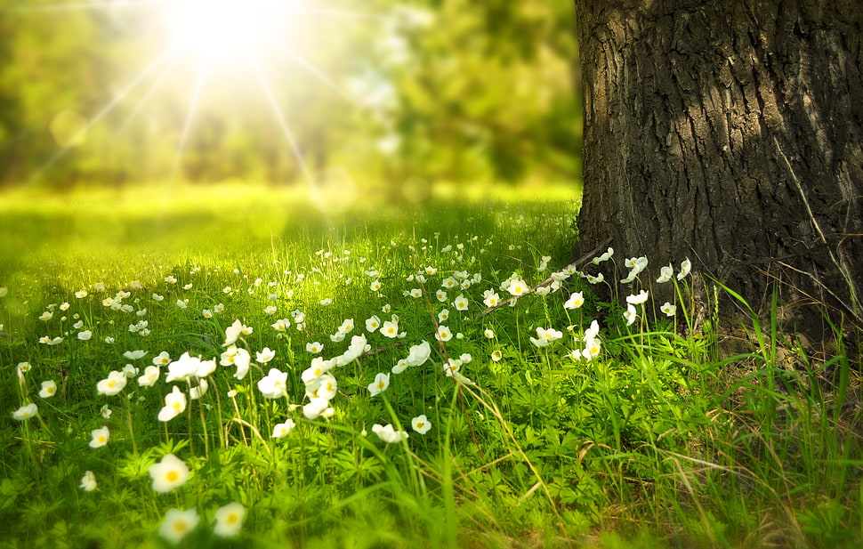 Daisy flower beside tree during daytime HD wallpaper