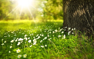Daisy flower beside tree during daytime HD wallpaper