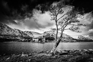 grayscale photography of tree near mountain