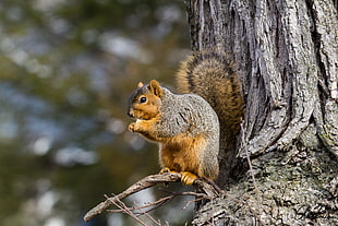 photo of gray and brown squirrel