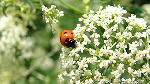 selective focus photography of ladybug on white flower buds