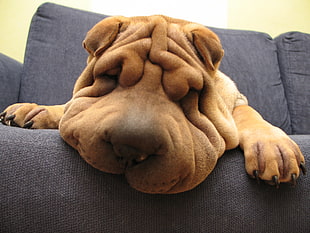 fawn Chinese Shar-pei puppy