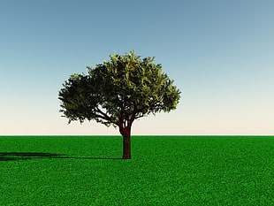 tree surrounded by green grass HD wallpaper