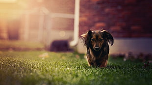 silver dapple Dachshund puppy standing on green grasses