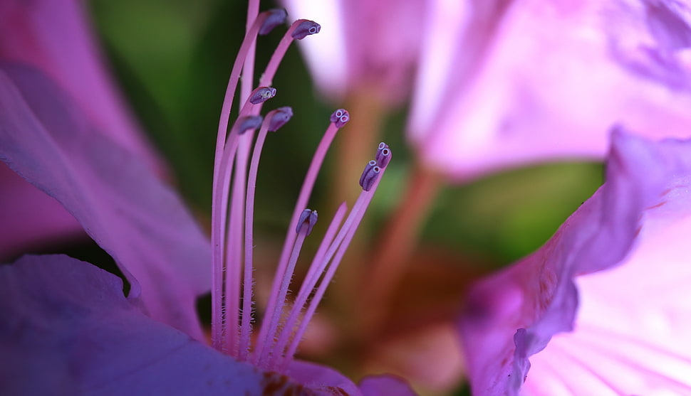 selective focus photo of purple petaled flower HD wallpaper