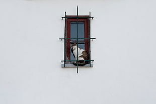 white and brown short coated cat on red window HD wallpaper