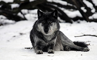 gray and black wolf sitting on snow field