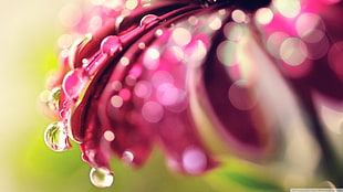 water droplets, nature, macro, flowers, water drops HD wallpaper