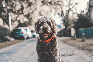 medium wirehaired gray dog
