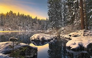 landscape photo of body of water surrounded by trees filled with snow