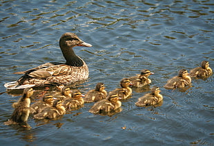 flock or duck and ducklings photo HD wallpaper