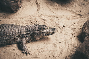 black crocodile, Crocodile, Sand, Reptile