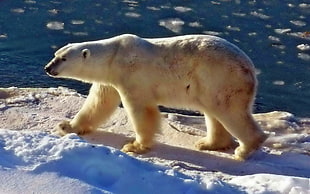 white Polar bear walking on snow covered ground beside body of water