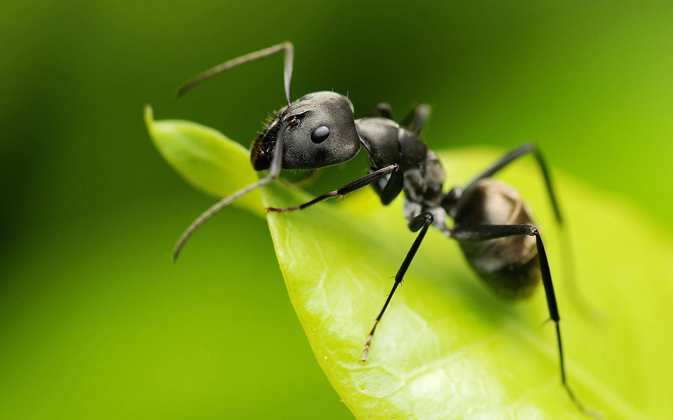 close-up photography of Carpenter Ant on green leaf during daytime HD wallpaper