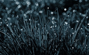 close up photography of green grass